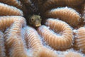 Spinyhead Blenny Royalty Free Stock Photo