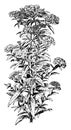 Spiraea Albiflora vintage illustration