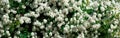 Spiraea alpine spring flower