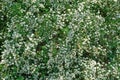 Spiraea alpine spring flower