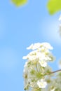 Spiraea Astilbe white blossom in a garden