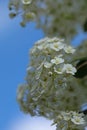 Spiraea Astilbe white blossom in a garden