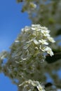 Spiraea Astilbe white blossom in a garden