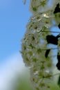 Spiraea Astilbe white blossom in a garden