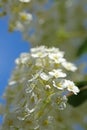 Spiraea Astilbe white blossom in a garden