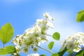 Spiraea Astilbe white blossom in a garden