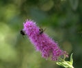 Spiraea billardii