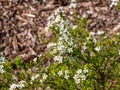 Spiraea is blooming in the park