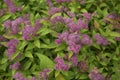 Pink flowers of Spiraea bumalda shrub Royalty Free Stock Photo