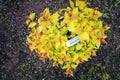 Spiraea bumalda goldflame Royalty Free Stock Photo