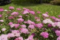 Spiraea bumalda  shrub in bloom Royalty Free Stock Photo