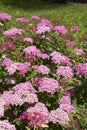 Spiraea bumalda  shrub in bloom Royalty Free Stock Photo