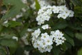 SPIRAEA CANTONIENSIS , CALLED BRIDE'S CROWN, SMALL WHITE FLOWER IN CLOSEUP WITH GREEN LEAVES Royalty Free Stock Photo