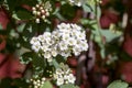 Spiraea cantoniensis ornamental flowering shrub with white flowers on branches, Spiraea vanhouttei in bloom Royalty Free Stock Photo