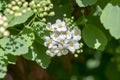 Spiraea cantoniensis ornamental flowering shrub with white flowers on branches, Spiraea vanhouttei in bloom Royalty Free Stock Photo