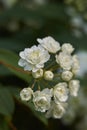 Spiraea cantoniensis shrub