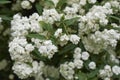 Spiraea cantoniensis shrub