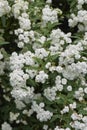 Spiraea cantoniensis shrub