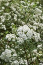 Spiraea cantoniensis shrub