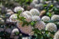 Spiraea chamaedryfolia or germander meadowsweet or elm-leaved spirea white flowers with green background. Magnificent