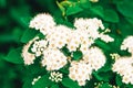 Spiraea chamedryfolia is a Spring flowering shrub with a large number of white flowers-Meadowsweet or Spiraea. Also known as