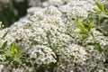 Spiraea cinerea ashy small white flowers, close-up texture floral background. Blooming ornamental shrub Rosaceae, Bundles of white