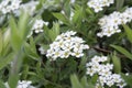 Spiraea cinerea, Gray Grefsheim, white flowers Royalty Free Stock Photo