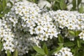 Spiraea cinerea, Gray Grefsheim, white flowers Royalty Free Stock Photo