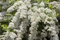 Spiraea cinerea Grefsheim deciduous ornamental shrub of the Rosaceae family, branches with a lot of small white flowers, close-up Royalty Free Stock Photo