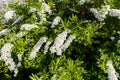 Spiraea cinerea Grefsheim flower are blooming spring season of E Royalty Free Stock Photo