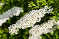 Spiraea cinerea Grefsheim white flower with yellowe pollen are Royalty Free Stock Photo