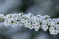 Spiraea cinerea white flowering plant branches, Gray Grefsheim beautiful ornamental springtime flowers in bloom Royalty Free Stock Photo