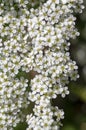 Spiraea cinerea white flowering plant branches, Gray Grefsheim beautiful ornamental springtime flowers in bloom Royalty Free Stock Photo
