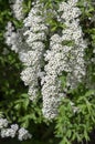 Spiraea cinerea white flowering plant branches, Gray Grefsheim beautiful ornamental springtime flowers in bloom Royalty Free Stock Photo