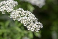 Spiraea cinerea white flowering plant branches, Gray Grefsheim beautiful ornamental springtime flowers in bloom Royalty Free Stock Photo