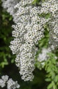 Spiraea cinerea white flowering plant branches, Gray Grefsheim beautiful ornamental springtime flowers in bloom Royalty Free Stock Photo