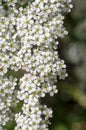 Spiraea cinerea white flowering plant branches, Gray Grefsheim beautiful ornamental springtime flowers in bloom Royalty Free Stock Photo