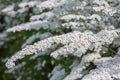 Spiraea cinerea white flowering plant branches, Gray Grefsheim beautiful ornamental springtime flowers in bloom Royalty Free Stock Photo