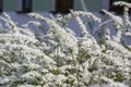 Spiraea cinerea white flowering plant branches, Gray Grefsheim beautiful ornamental springtime flowers in bloom Royalty Free Stock Photo