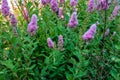 Spiraea douglasii flower blooming, known as hardhack steeplebush and rose spirea