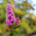 Spiraea douglasii flower