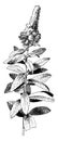 Spiraea Douglasii vintage illustration