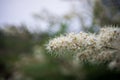 Flower of Spiraea