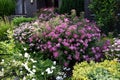 Spiraea japonica Anthony Waterer in a dooryard Royalty Free Stock Photo