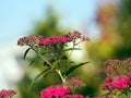 Spiraea japonica blossom - Spirea Royalty Free Stock Photo