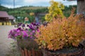 Spiraea japonica Firelight Royalty Free Stock Photo