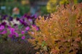 Spiraea japonica Firelight Royalty Free Stock Photo