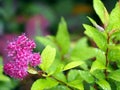 Spiraea japonica flowers - Spirea after rain Royalty Free Stock Photo