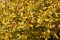 Spiraea japonica Goldflame Royalty Free Stock Photo