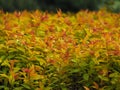 Spiraea japonica `Goldflame` Royalty Free Stock Photo